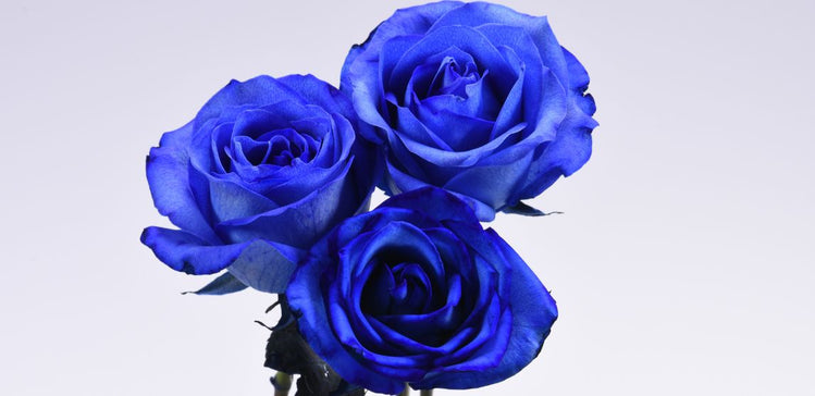 Enhanced Roses Colorful Blooms: Essential Tips for Caring for Tinted Roses - Fifty...