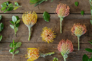 orange pin cushion protea flat lay on wooden table