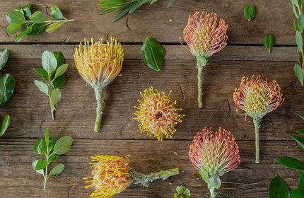orange pin cushion protea flat lay on wooden table