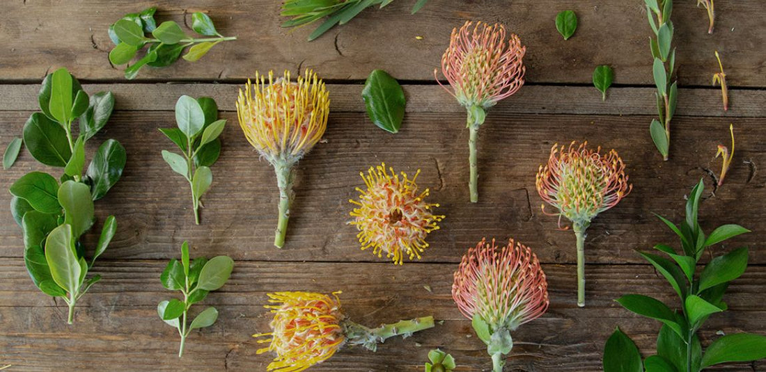 orange pin cushion protea flat lay on wooden table