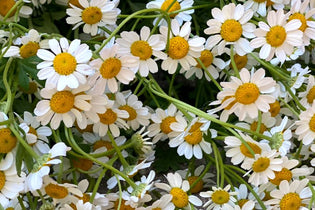 white feverfew daisies up close