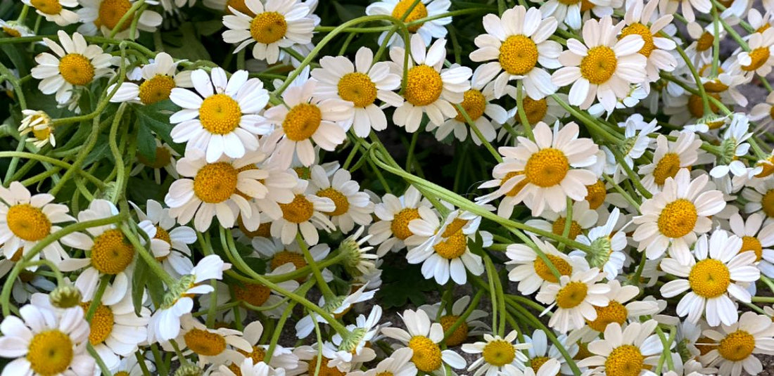 white feverfew daisies up close