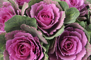 Purple and green kale