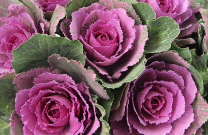 Purple and green kale