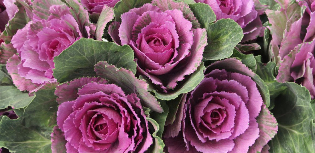 Purple and green kale