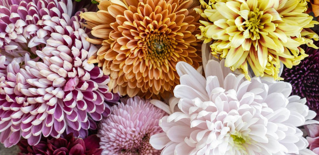 Pink, purple, orange, yellow, and white chrysanthemums up close