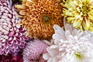 Pink, purple, orange, yellow, and white chrysanthemums up close
