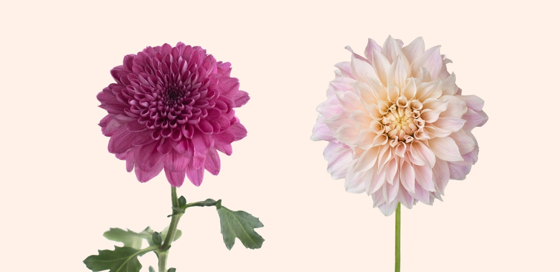 Purple Bahlia and Pink Dahlia Next to each other