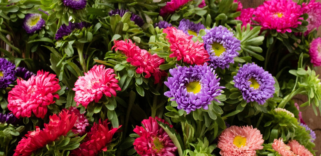 Pink and purple matsumoto asters