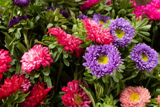 Pink and purple matsumoto asters