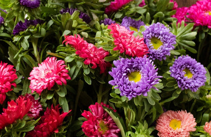 Pink and purple matsumoto asters