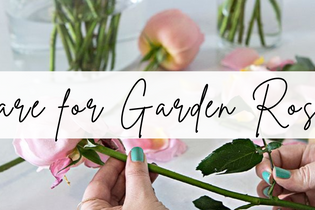 Garden Rose Care Tips