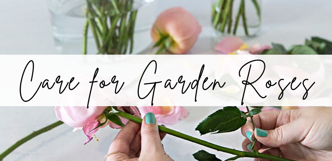 Garden Rose Care Tips