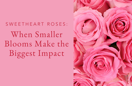 Sweetheart Roses: When Smaller Blooms Make the Biggest Impact