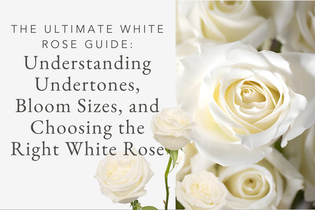 The Ultimate White Rose Guide Understanding Undertones, Bloom Sizes, and Choosing the Right White Rose