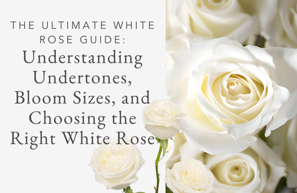 The Ultimate White Rose Guide Understanding Undertones, Bloom Sizes, and Choosing the Right White Rose