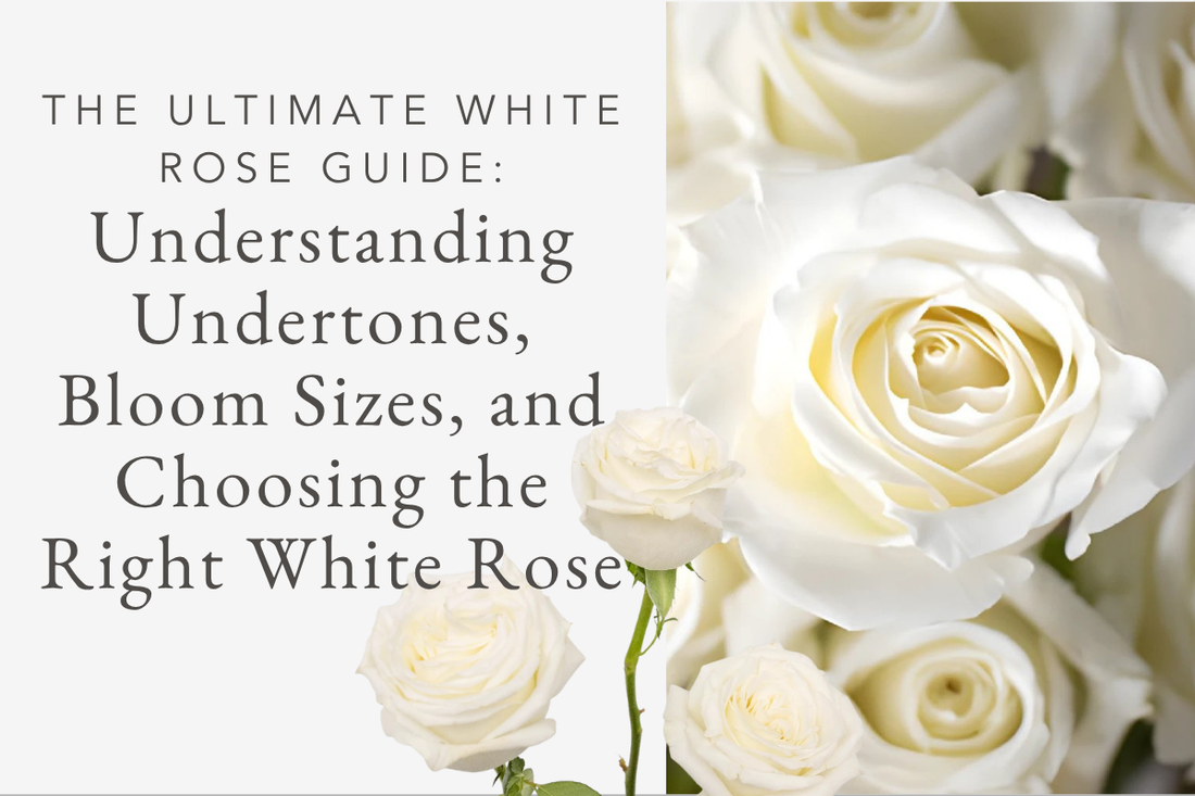 The Ultimate White Rose Guide Understanding Undertones, Bloom Sizes, and Choosing the Right White Rose