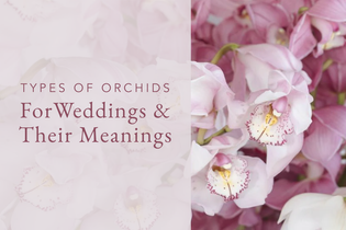 Types of Orchid Flowers For Weddings and Their Meaning