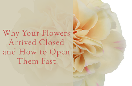 Why Your Flowers Arrived Closed and How to Open Them Fast