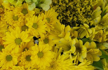 //fiftyflowers.com/cdn/shop/articles/Yellow-Monochromatic-Spiders_Quadrant.jpg?crop=center&height=280&v=1710945774&width=430