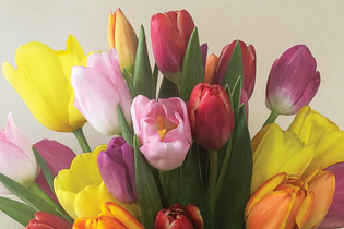 Colorful tulips, a popular choice for Mother's Day flowers