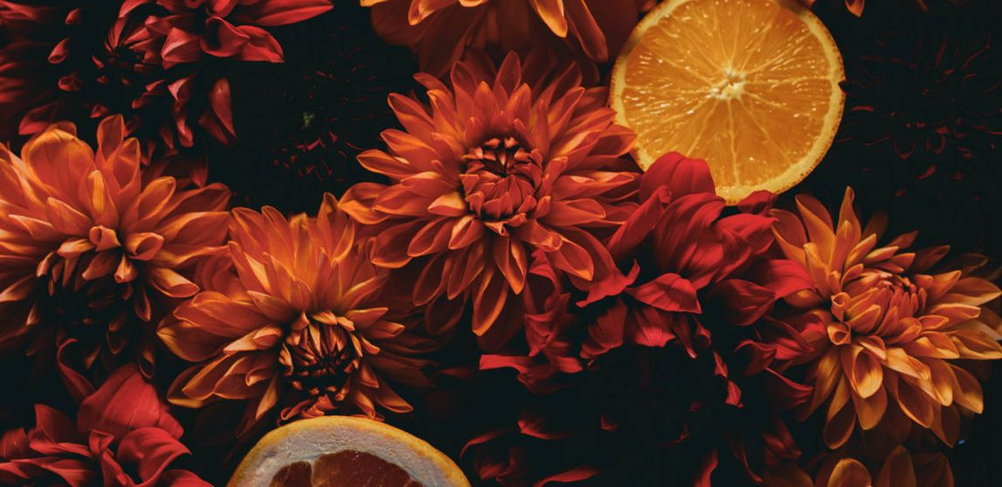 red and orange dahlias with citrus slices