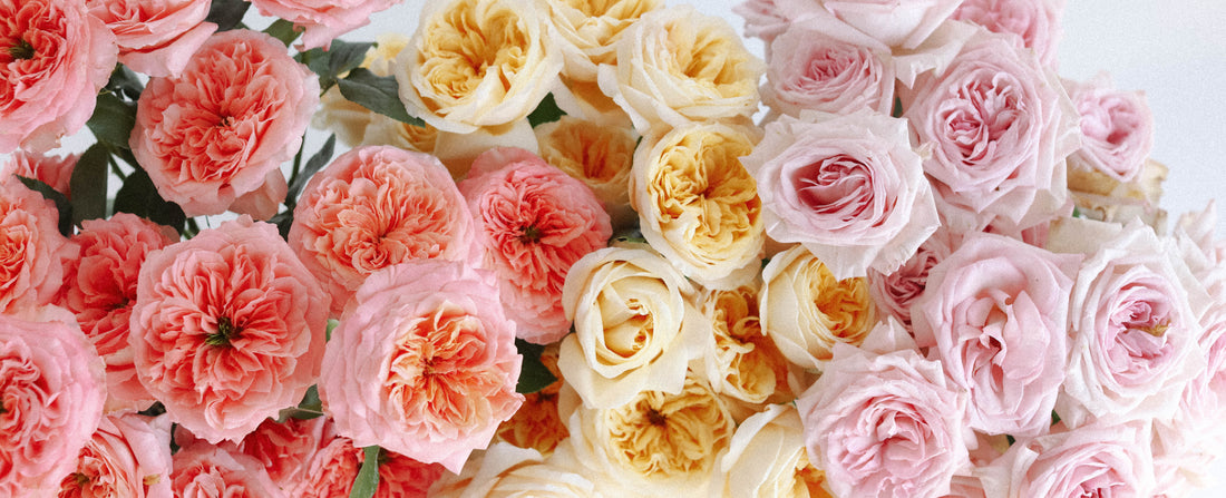 light pink, cream, and pink garden roses