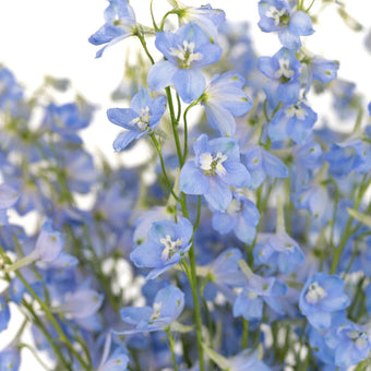 Line Flowers