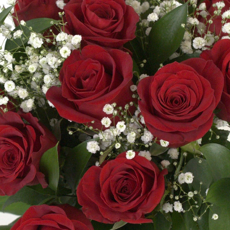12 Long Stem Roses Valentines Day Bouquets Delivered Arrangements Close Up - Image