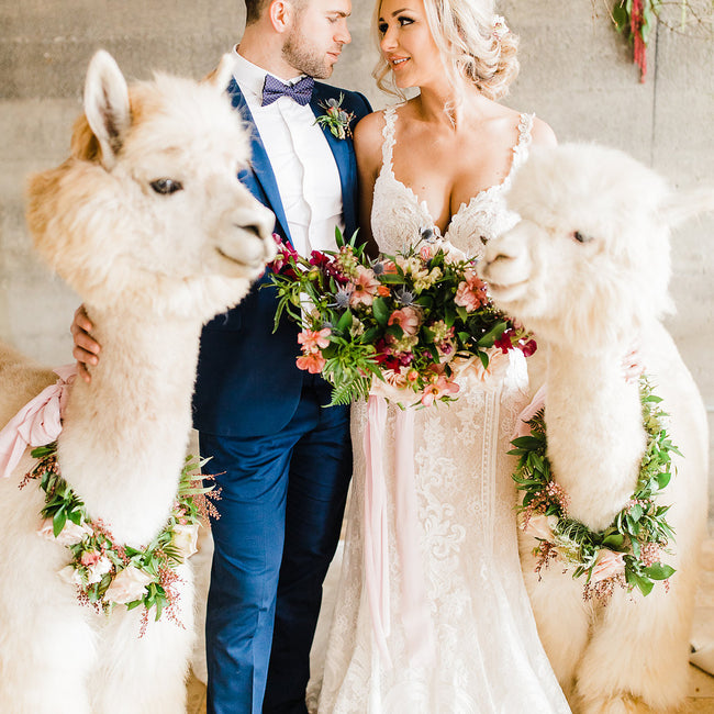 Summer Cream and Yellow Alpaca Styled Wedding