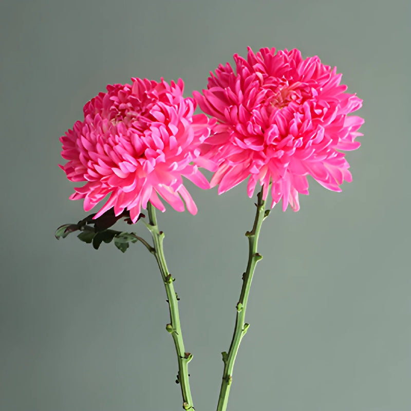 Cotton Candy Pink Tinted Football Mum Flowers