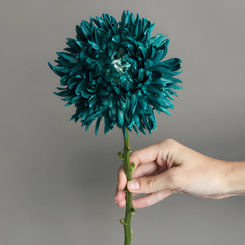 Nautical Turquoise Tinted Football Mum Flowers