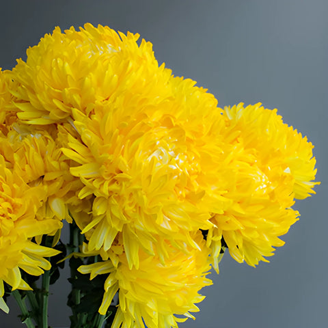 Yellow Limoncello Tinted Football Mum Flowers