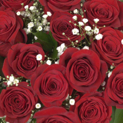 24 Long Stemmed Roses Valentines Day Arrangement Gift Close Up - Image