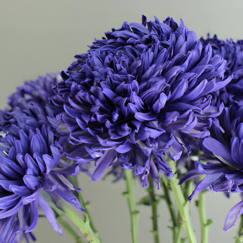 Northern Lights Purple TInted Football Mum Flowers