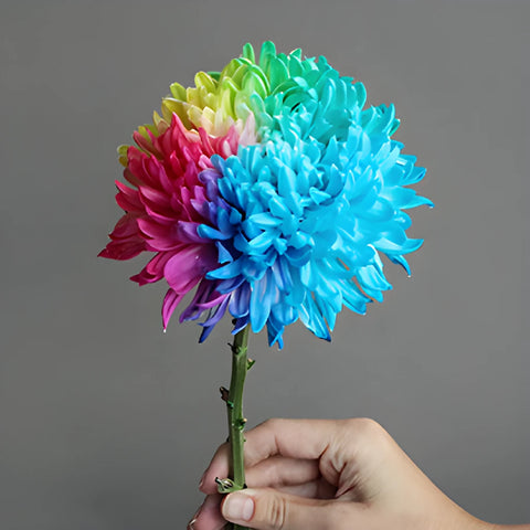 Rainbow Color Palette Tinted Football Mum Flowers