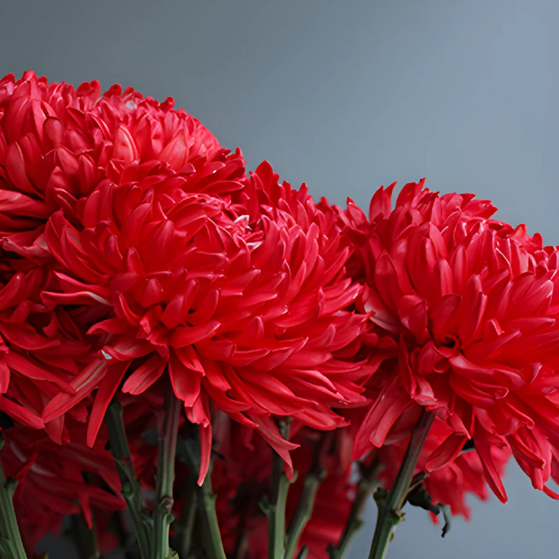 Fiery Red Tinted Football Mum Flowers
