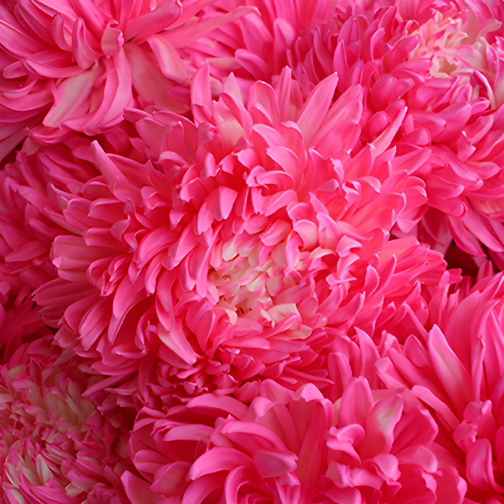 FiftyFlowers Football Mum Flowers - Thumbnail 2