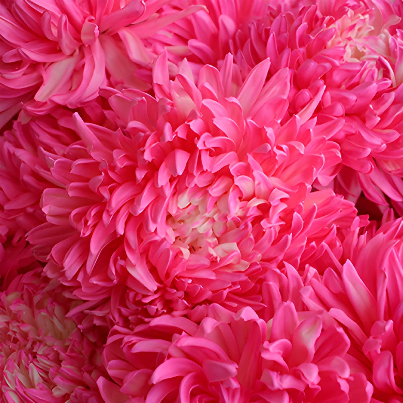 Cotton Candy Pink Tinted Football Mum Flowers