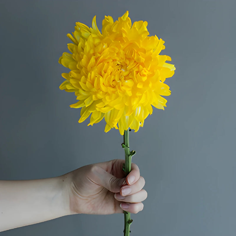 Yellow Limoncello Tinted Football Mum Flowers
