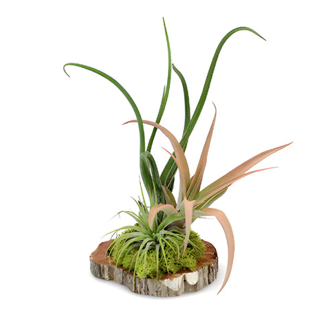 Woodland Wedding Air Plant Centerpieces