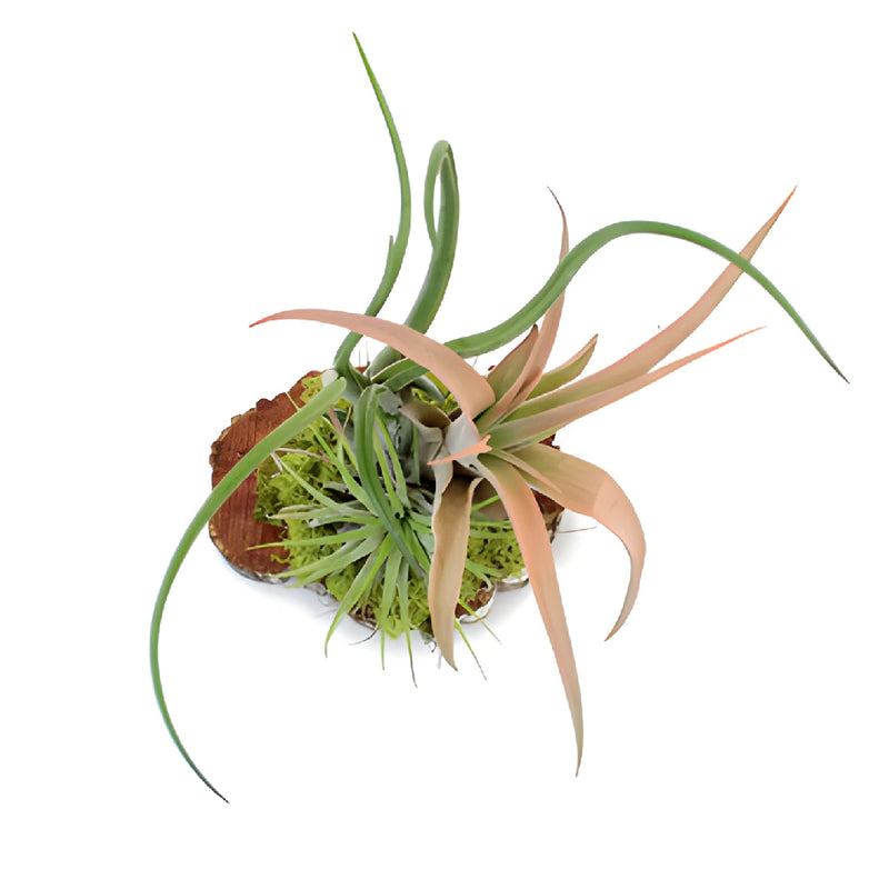 air plant wedding centerpieces Woodland Wedding Air Plant Centerpieces