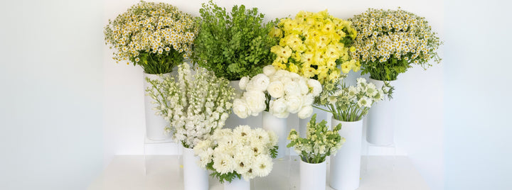 Wildflower Wishes DIY Flower Kit