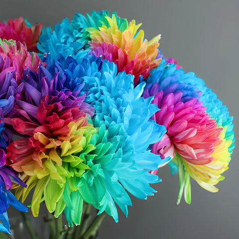 Rainbow Color Palette Tinted Football Mum Flowers