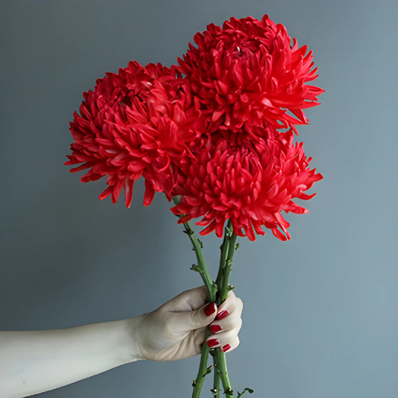 Fiery Red Tinted Football Mum Flowers