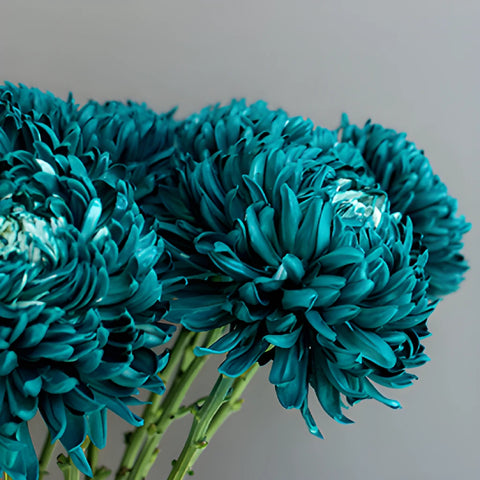 Nautical Turquoise Tinted Football Mum Flowers