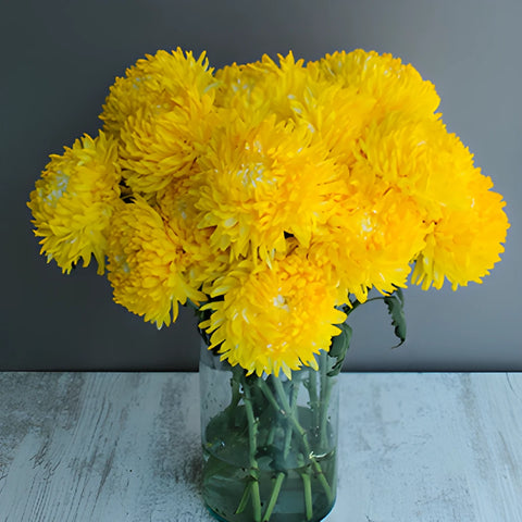 Yellow Limoncello Tinted Football Mum Flowers