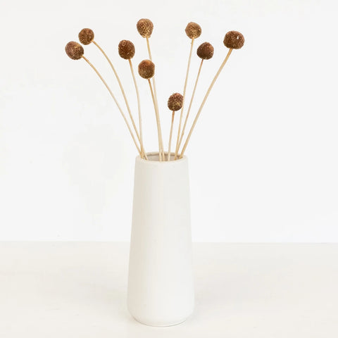 Mocha Dried Craspedia Billy Balls