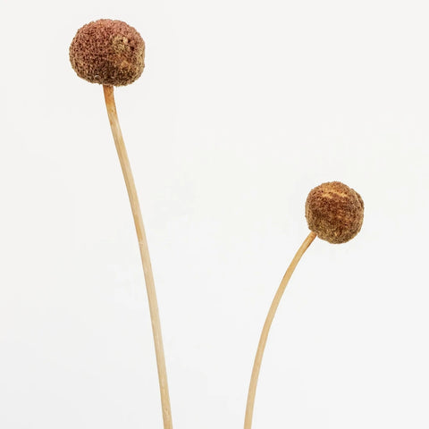 Mocha Dried Craspedia Billy Balls