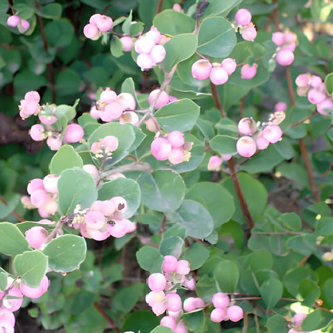 Pink Snowberry Fresh Autumn Greenery Branches